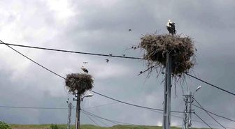 Adıyaman'ın Kızılcapınar Köyü leyleklerin barınma noktası
