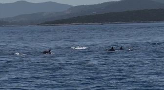 Bodrum açıklarında sürü halinde gezen yunuslar görüntülendi