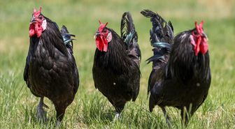 Gerze horozunun genetik mirası Konya'da korunuyor