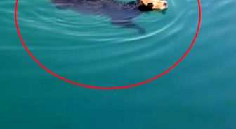 Hatay'da sevkiyat esnasından kaçan angusun yüzerek kaçtığı anlar kamerada