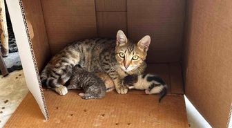 İşyerinde doğan kedi yavrularına esnaf sahip çıktı