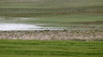 Kuraklıktan kuruyup yağışlarla dolan Tecer Gölü 10 yıl sonra göçmen kuşları ağırlıyor