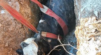 Şanlıurfa'da foseptik çukuruna düşen ineği itfaiye ekipleri kurtardı