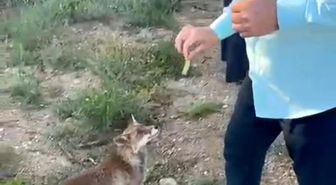 Adana'da tilkiyle dostluk anları kamerada