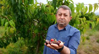 Tokat'ta aşırı yağış kirazı vurdu