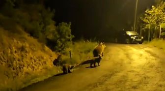 Anne ayı ve üç yavrusu komşusu oldu