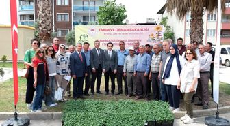 Buharkent'te 38 bin domates fidesi dağıtıldı