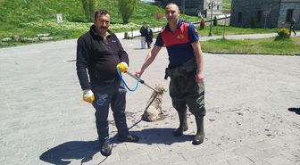 Kars Çayı'na düşen köpeği itfaiye kurtardı