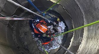 Kastamonu'da kuyuya düşen inek ekiplerin çalışmasıyla kurtarıldı
