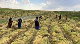 Şanlıurfa'da mercimek hasadı başladı