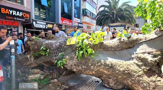 Bursa'da faciadan dönüldü...Asırlık çınar yola devrildi