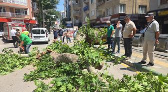 Orhangazi'de Tarihi Çınar Ağacı Devrildi