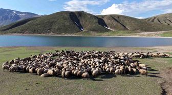 Göçerler 5 aylık yayla sezonunu Bitlis'te açtı