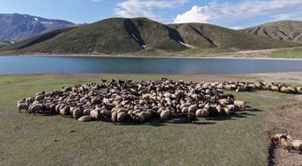 Göçerlerin kavurucu sıcaklardan Bitlis'in serin yaylalarına göçü başladı