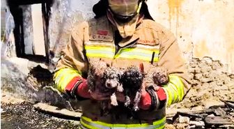 Yangında mahsur kalan köpek ve 4 yavrusu tedaviye alındı