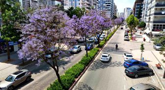 Adana'da jakarandalar çiçek açtı, kent mor renge büründü