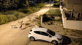 Bolu'da köpek sürüsü tedirginliği