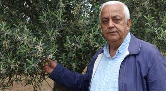 Edremit Körfezi'nde zeytin ağaçlarındaki çiçeklenme üreticileri sevindirdi