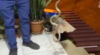 Evine giren yılanı 'Evime gelme bak, kafanı ezerim' diyerek doğaya bıraktı