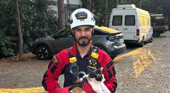 Üç gündür ağaçta mahsur kalan kedi kurtarıldı