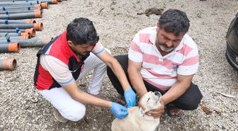 Adana'da sahipli köpeklerin kimliklendirilmesi ve kayıt altına alınmasına başlandı