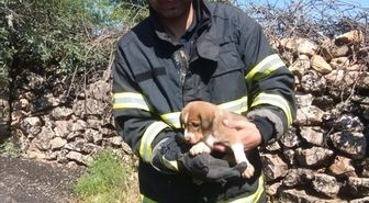 Mardin'de kuyuya düşen köpek yavrusu itfaiye ekiplerince kurtarıldı