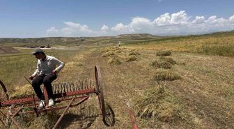 Siirt'te mercimek hasadı başladı: Çiftçinin yüzü gülüyor