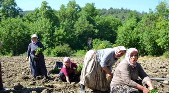 162 yıldır aynı 'Ata Tohumu' ile ekiyorlar