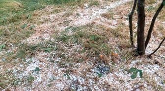 Aydın'da dolu etkili oldu, ağaçlar zarar gördü