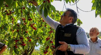 Bilecik Valisi Sözer kiraz hasadına katıldı