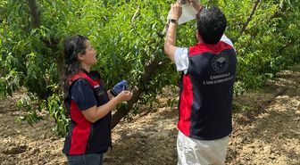 Eceabat'ta Akdeniz meyve sineğine karşı 'tuzaklı' önlem