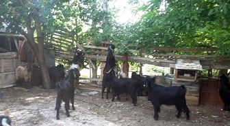 Gediz Akdağ'da Yörüklerin yayla göçü başladı