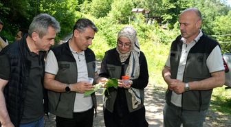 Kestane ormanlarını korumak için 5 bin samuray arısı doğaya salındı