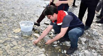 Sinop'ta 2 bin 500 mersin balığı denize salındı