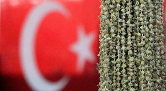 Amasyalı bamyacılar Uganda bamyasını ombdusmana şikayet etti