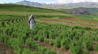 Bayburt'ta kadın üreticinin yetiştirdiği 'tarhun' ihraç ediliyor