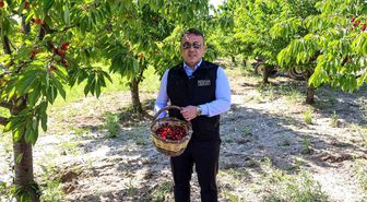 Bilecik'te 27 bin dekarda yıllık yaklaşık 15 bin 500 ton kiraz üretimi