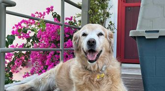 Bodrum'da 'Çinko' isimli köpeğin ölümüne neden olan sürücü beraat etti