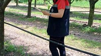 Çarşamba'da fındık üreticilerine 'kokarca' ve 'külleme' uyarısı