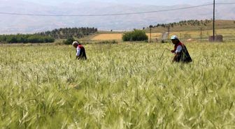 Elazığ'da süne sürveyi ve CBS çalışmaları sahada değerlendirildi