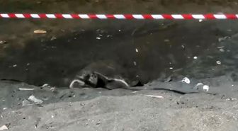 Koruma alanı dışına yuva yapan caretta caretta için şeritli tedbir