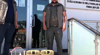 Kuş denetiminde kafeslerdeki keklik ve papağanlara el konuldu