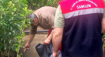 Samsun'da fidancılık işletmeleri mercek altında