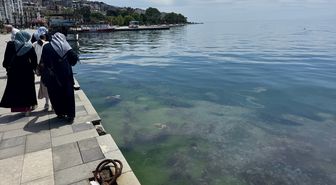 Sinop sahillerinde binlerce deniz anası görüntülendi