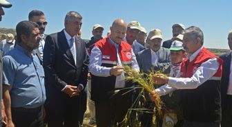 Adıyaman'da firik hasadı başladı