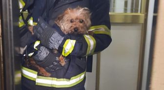 Apartman dairesindeki yangında mahsur kalan köpek kurtarıldı