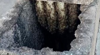 Arılar binanın bacasında oğul verdi