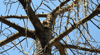 Edirne'de ağaçta mahsur kalan kedi yavrusu kurtarıldı