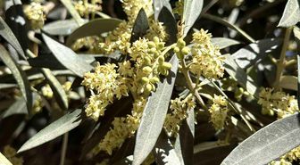El Nino'ya karşı uzmanından zeytin üreticilerine kritik uyarılar