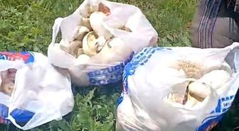 Erzurum'da sağanak yağışların ardından mantar bereketi: 45 dakikada poşetler doldu